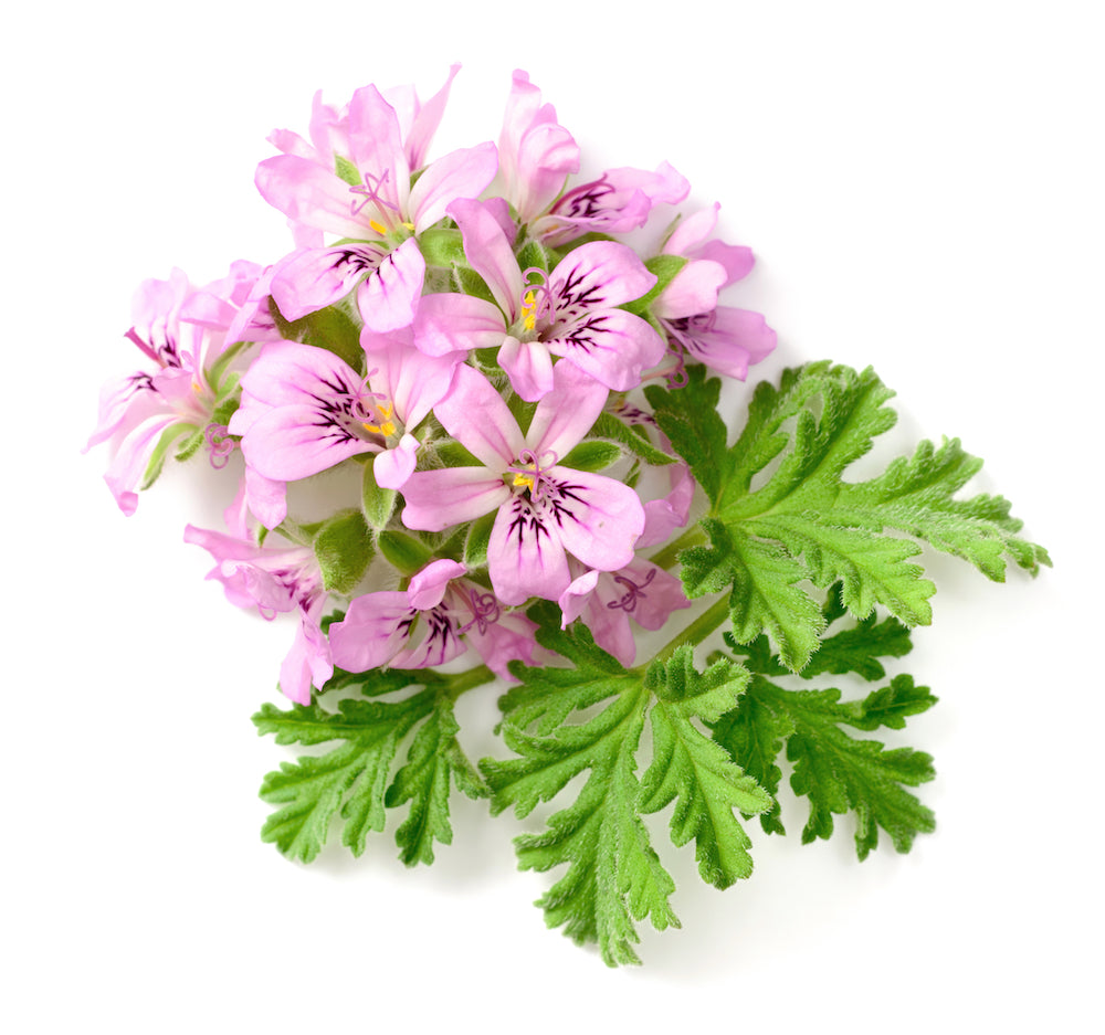 Pelargonium Graveolens Flower Oil (Geranium Oil)